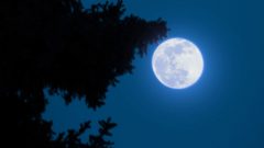Modrý mesiac v splne na oblohe za stromom