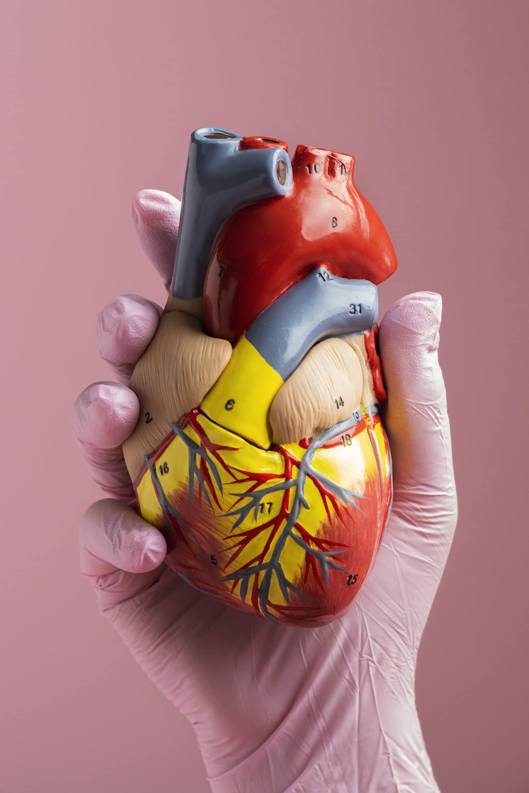 person-holding-anatomic-heart-model-educational-purpose