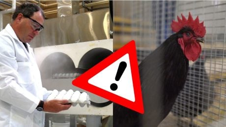 Sliepka, vajíčka, výskumník, salmonela