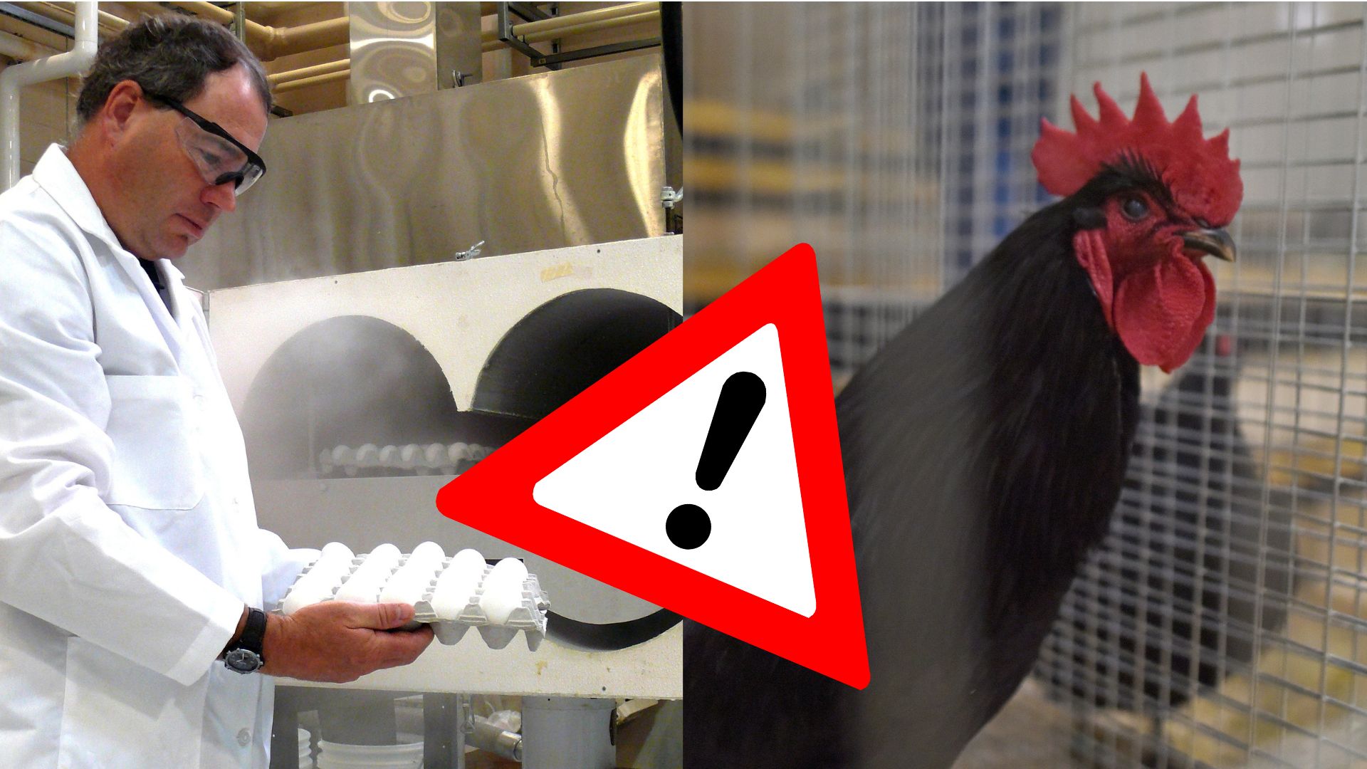 Sliepka, vajíčka, výskumník, salmonela