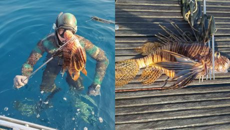 perutýn žoldnier ryba jed chorvátsko korčula