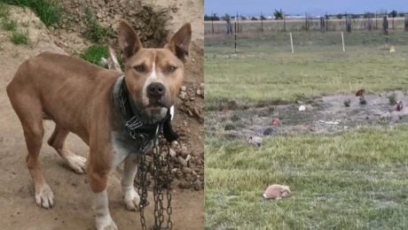 týranie zvierat sloboda zvierací ombudsman pes zajac králik