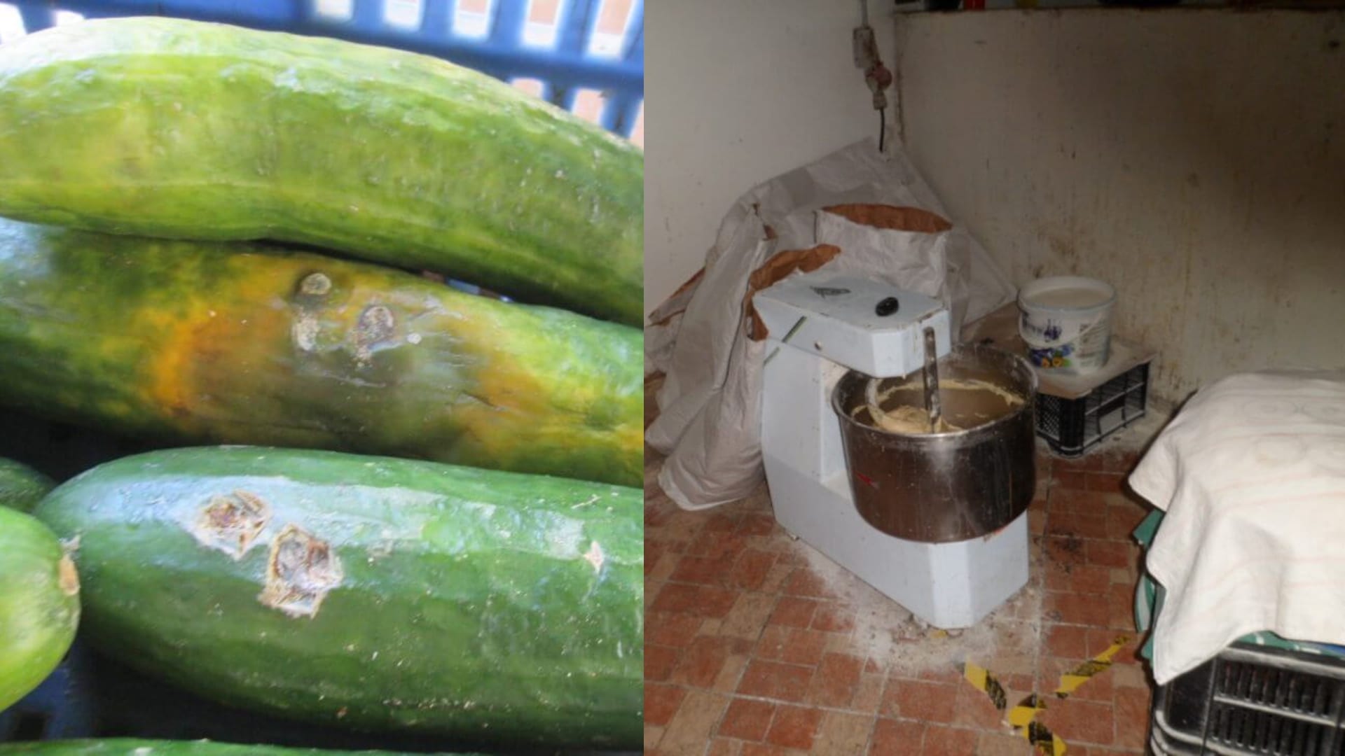 kontrola, uhorka, pleseň