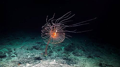 Oceňovaný film Deep Rising o hlbokomorských živočíchoch predstavia exkluzívne na tohtoročnom SlovakiaTechu 2023