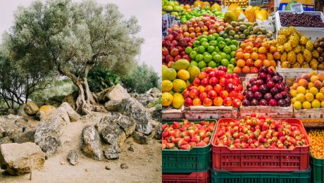 Ovocie vpravo, olivový strom vľavo