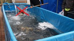 Lovenie kaprov v nádrži.