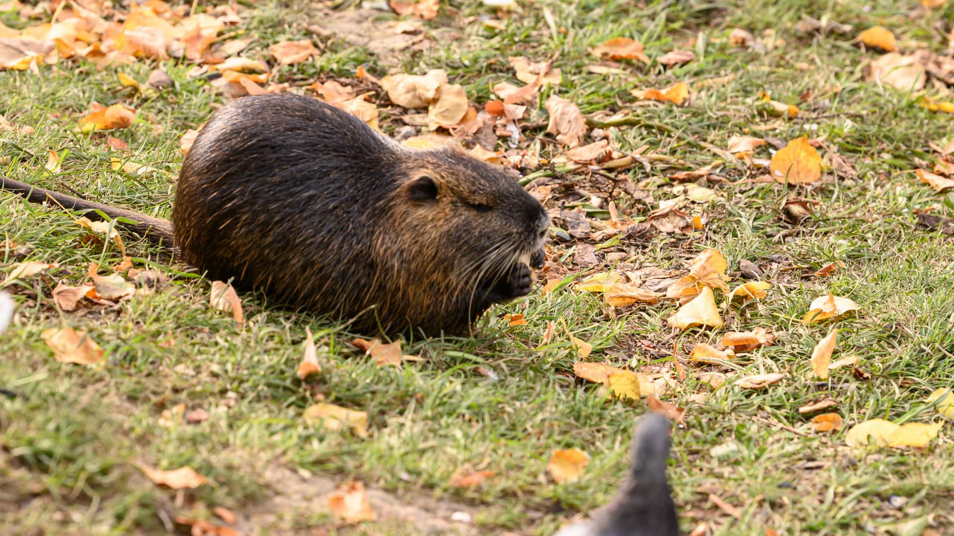 nutria