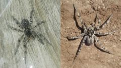 pavúk strehúň škvrnitý slovensko