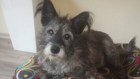 Apollo v novom domove