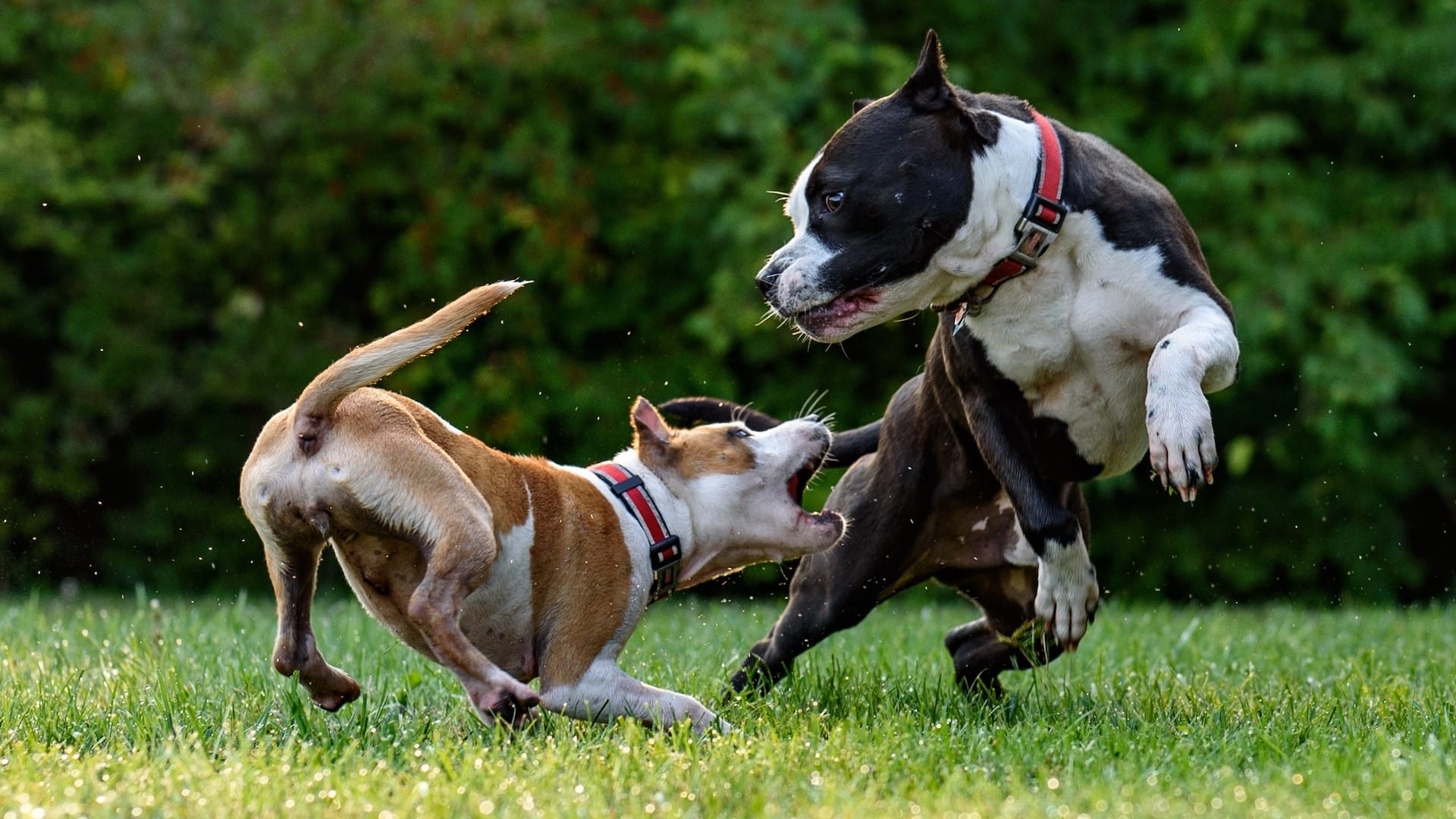 Psy sa na trávniku spoločne hrajú.