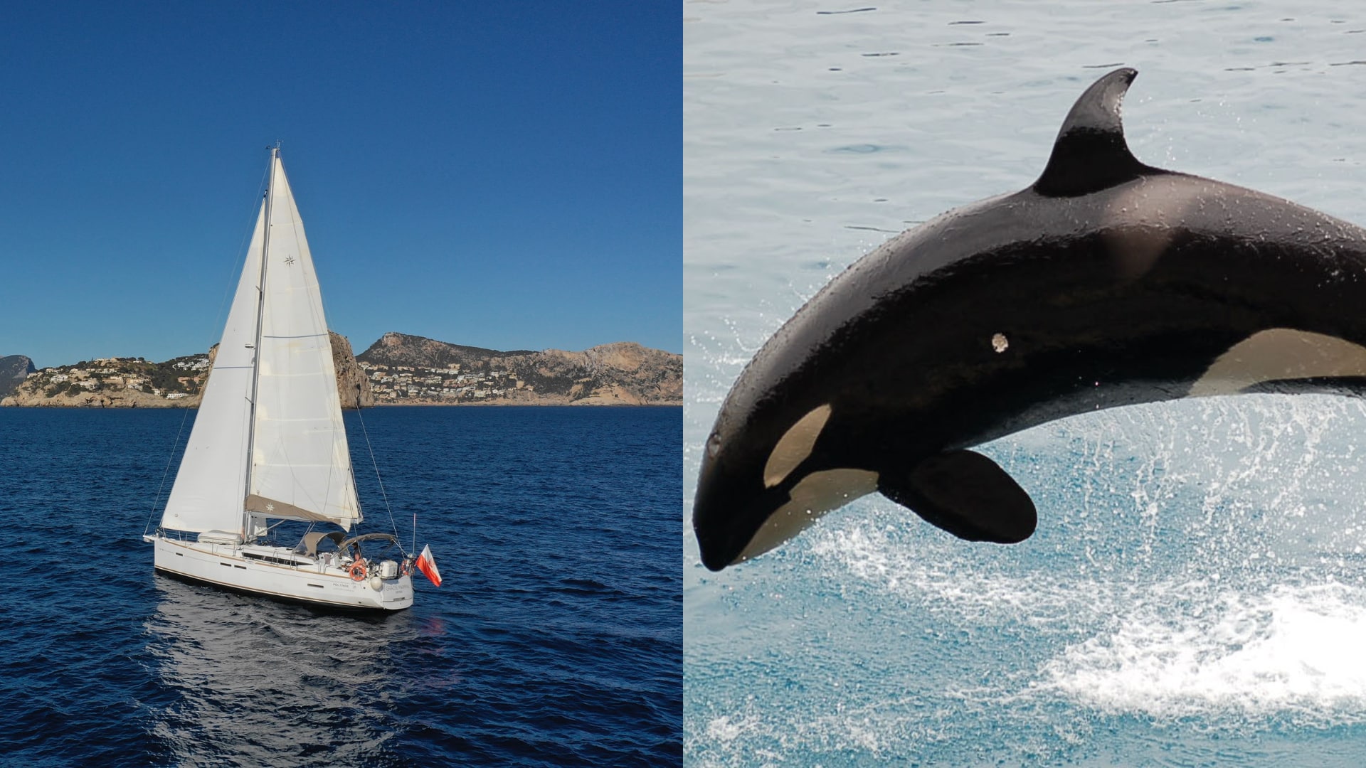 Poľská jachta, plachetnica Grazie Mamma II, ktorá sa potopila pri Maroku potom, ako na ňu zaútočili kosatky. Kosatka skáče z vody