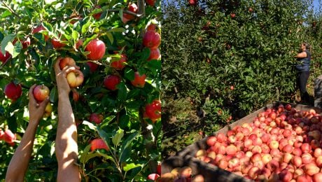 Samozber jabĺk neďaleko Nitry