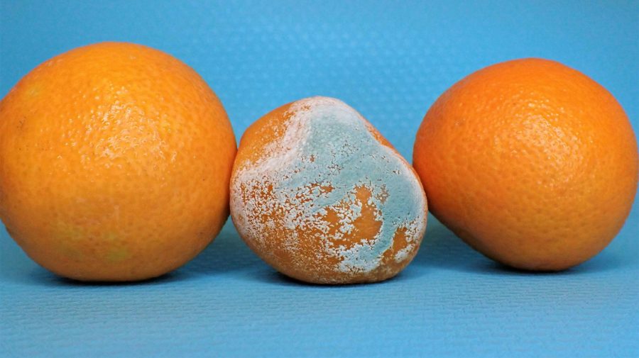 zhnitý pomaranč