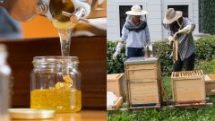 ako vybrať med vianoce