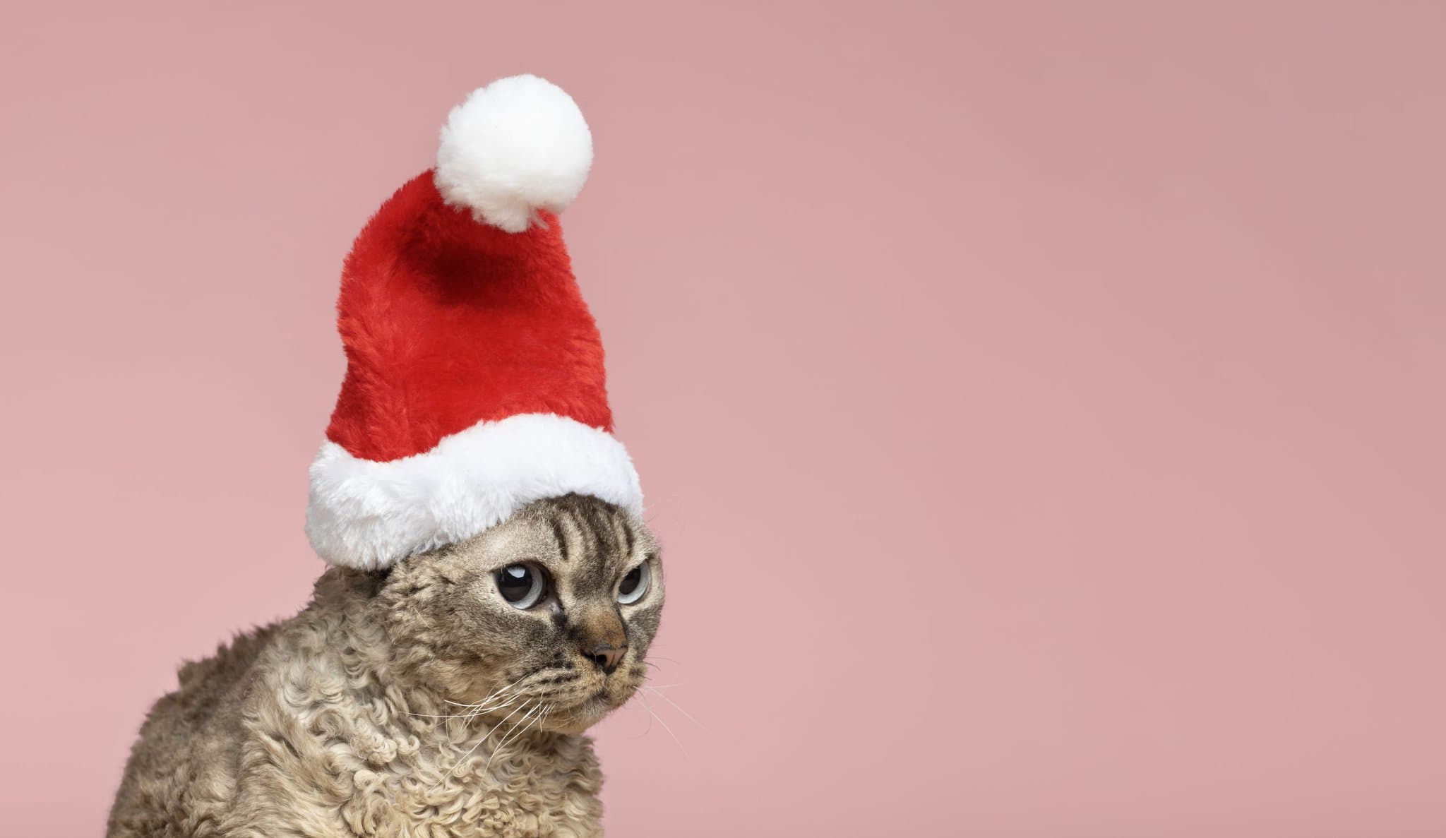 Mačka vo vianočnej čiapke
