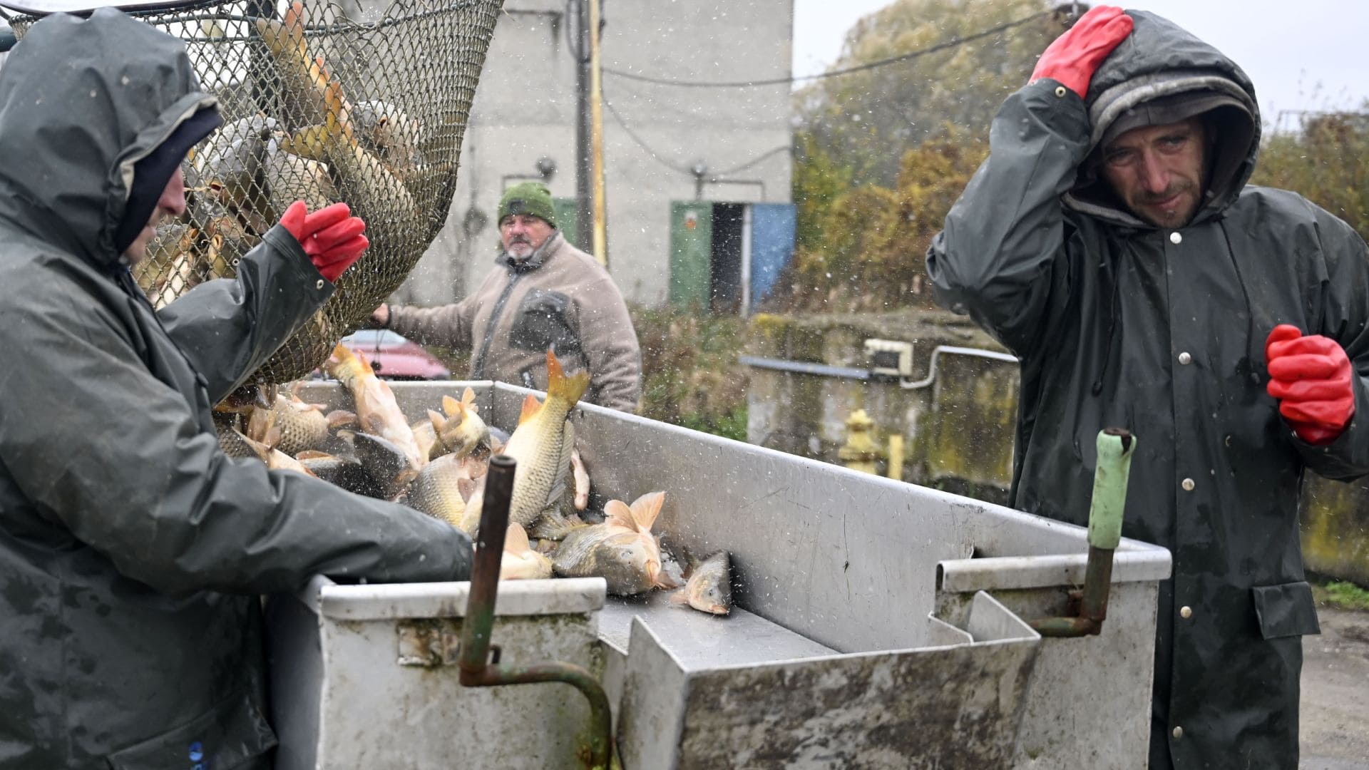 Rybári vyťahujú v sieťke živých kaprov.