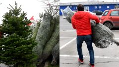 Vianočné stromčeky a muž nesie v rukách zviazaný vianočný stromček.