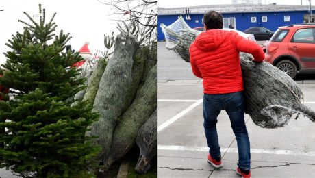 Vianočné stromčeky a muž nesie v rukách zviazaný vianočný stromček.