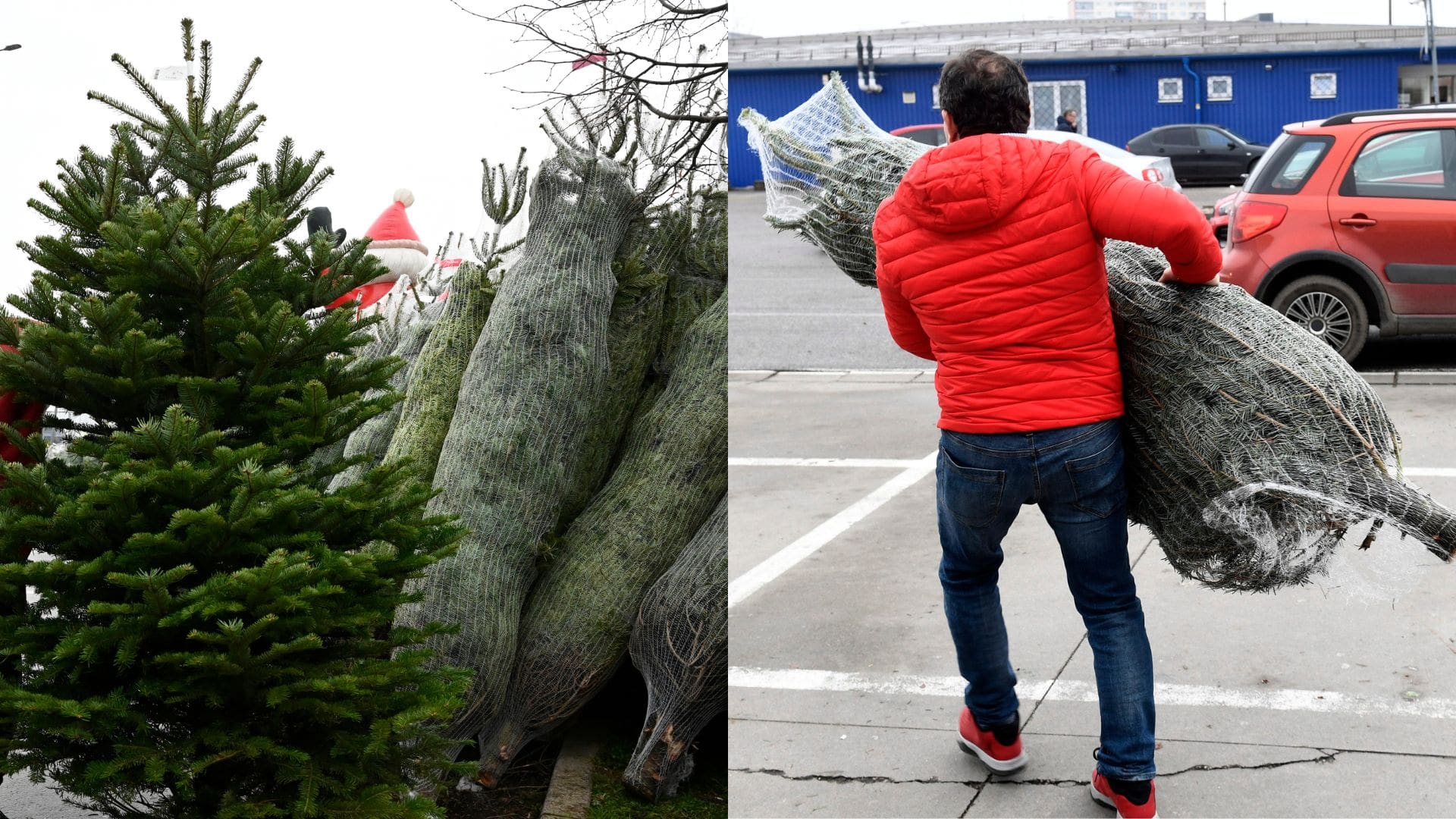 Vianočné stromčeky a muž nesie v rukách zviazaný vianočný stromček.