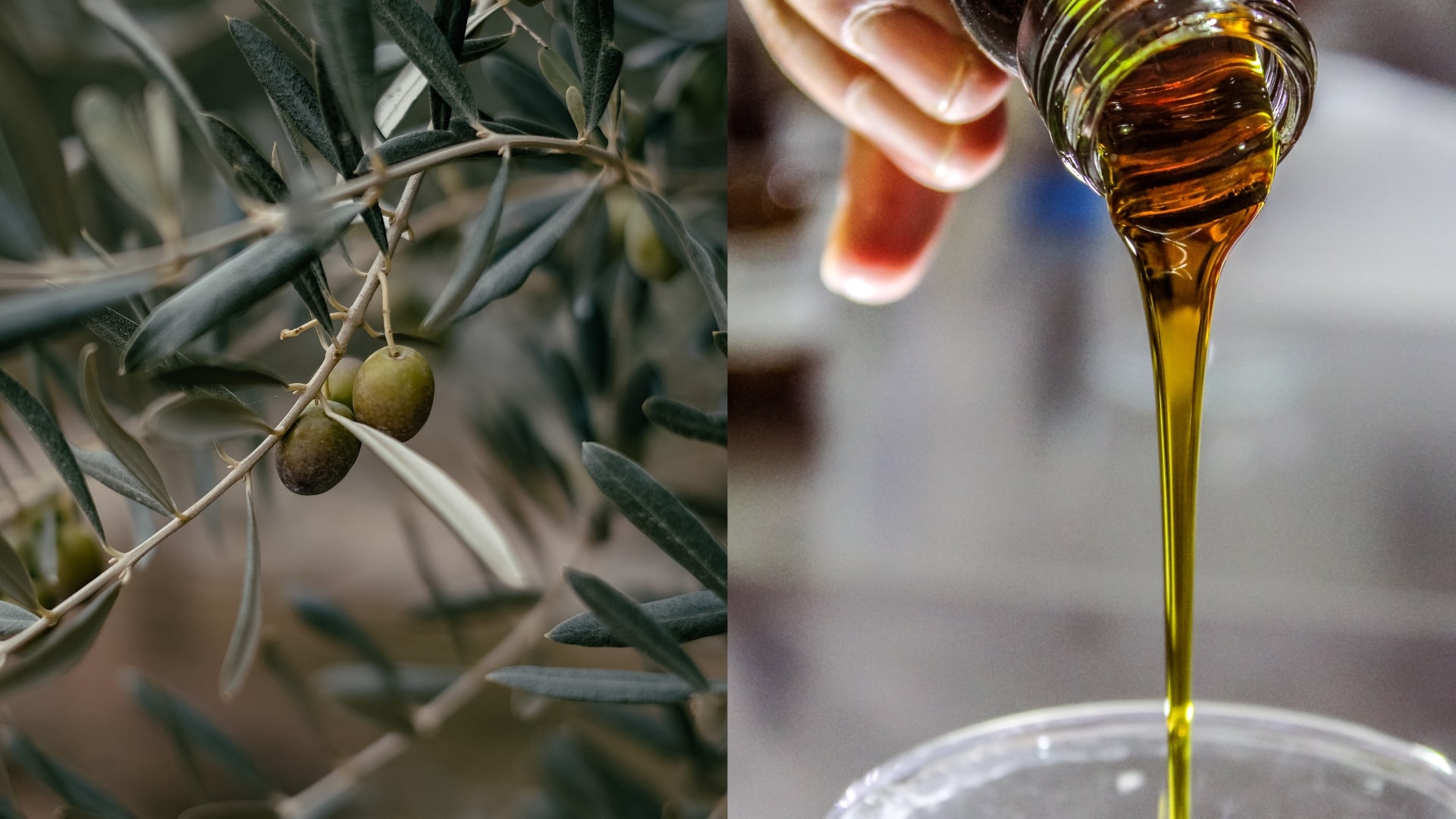 olej, olivový olej