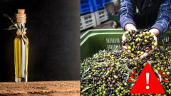 Kvalita olivových olejov, pozor