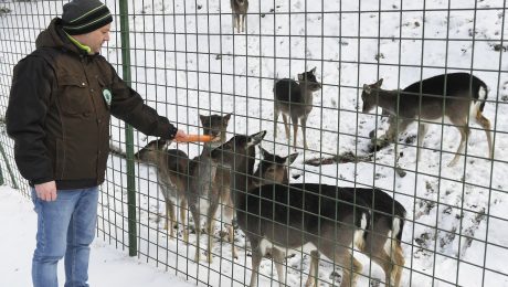 Na snímke daniele škvrnité v košickej zoologickej záhrade 18. januára 2022.