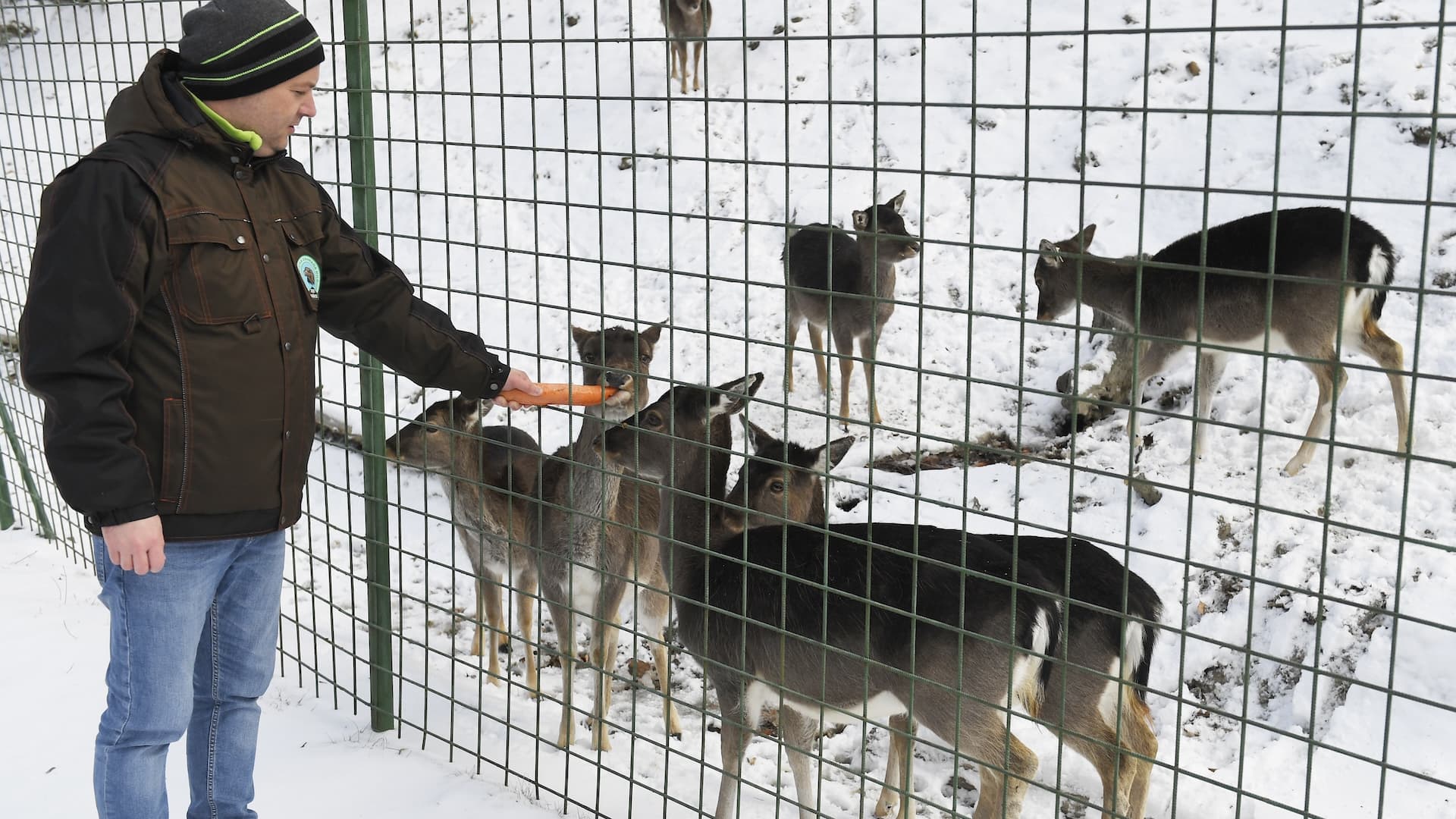 Na snímke daniele škvrnité v košickej zoologickej záhrade 18. januára 2022.