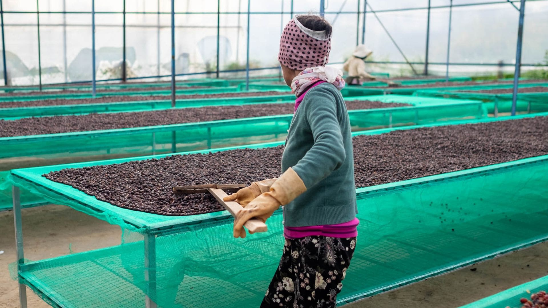 žena s kávovými zrnami