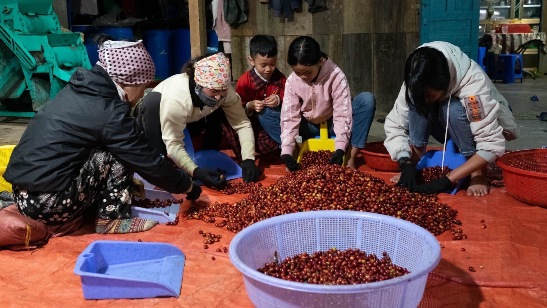 triedenie kávových zŕn