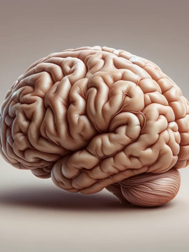 mozog