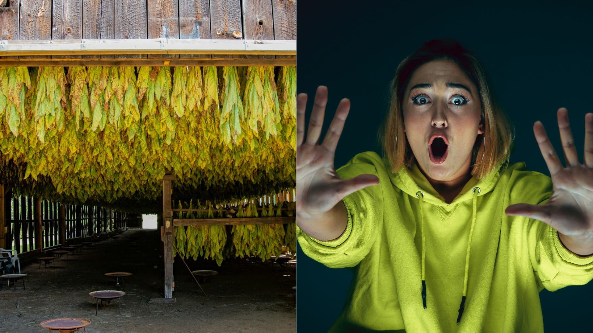 Tabakové listy zavesené v stajni a vystrašená žena.