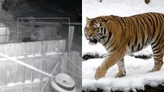 Amurské tigre v Rusku útočia a zabíjajú