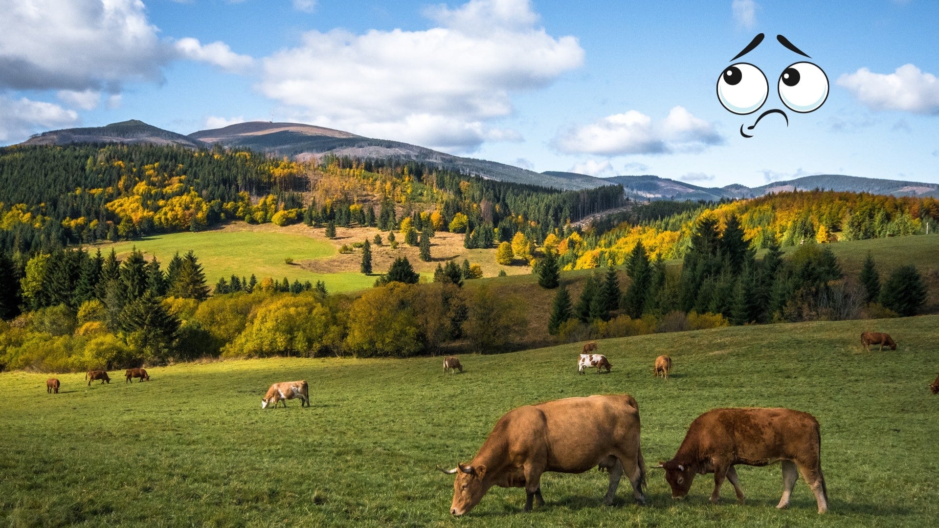 Ilustračné foto Na snímke sú slovenské pasienky s meme