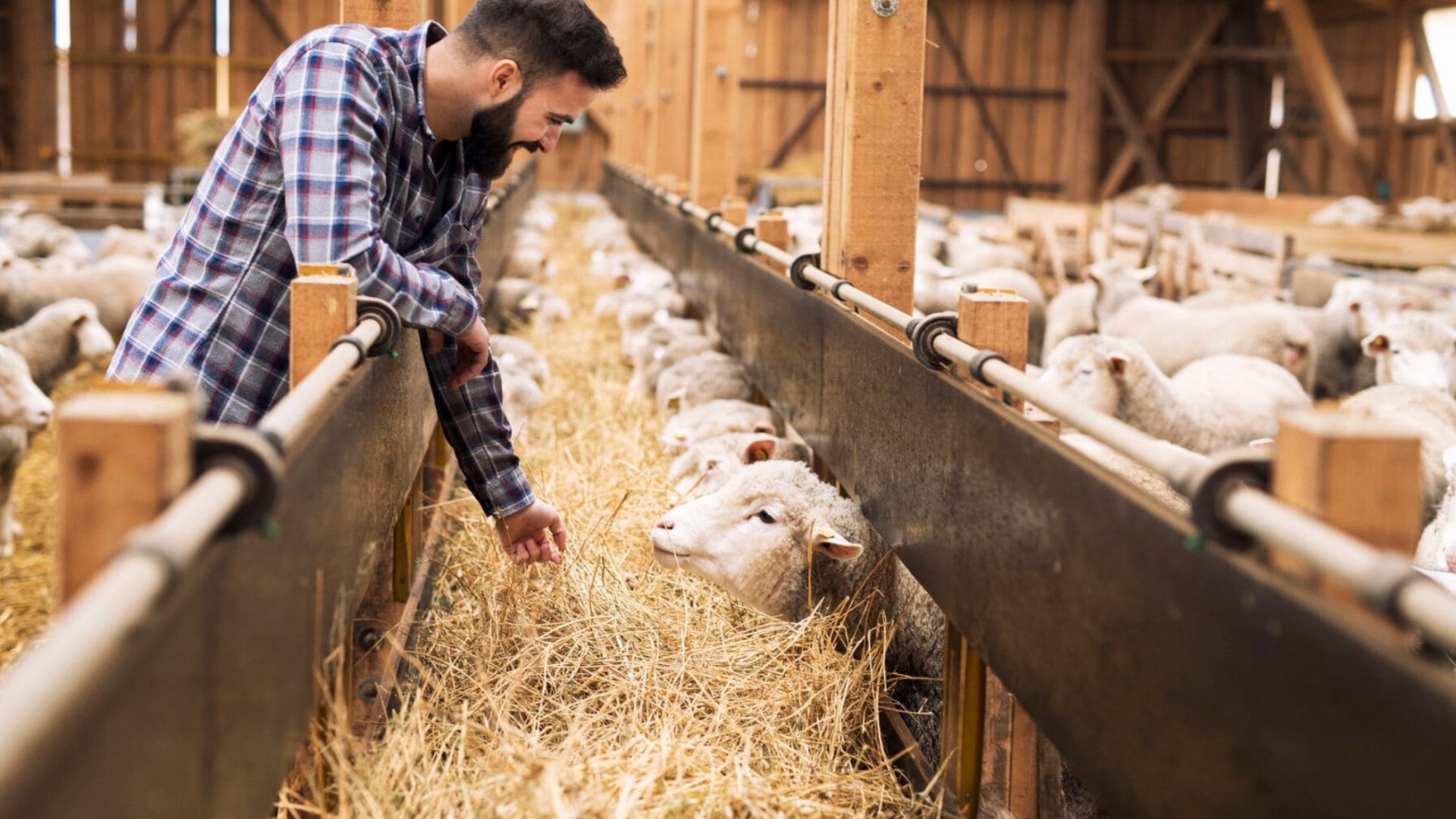 Muž pri ovciach na farme.