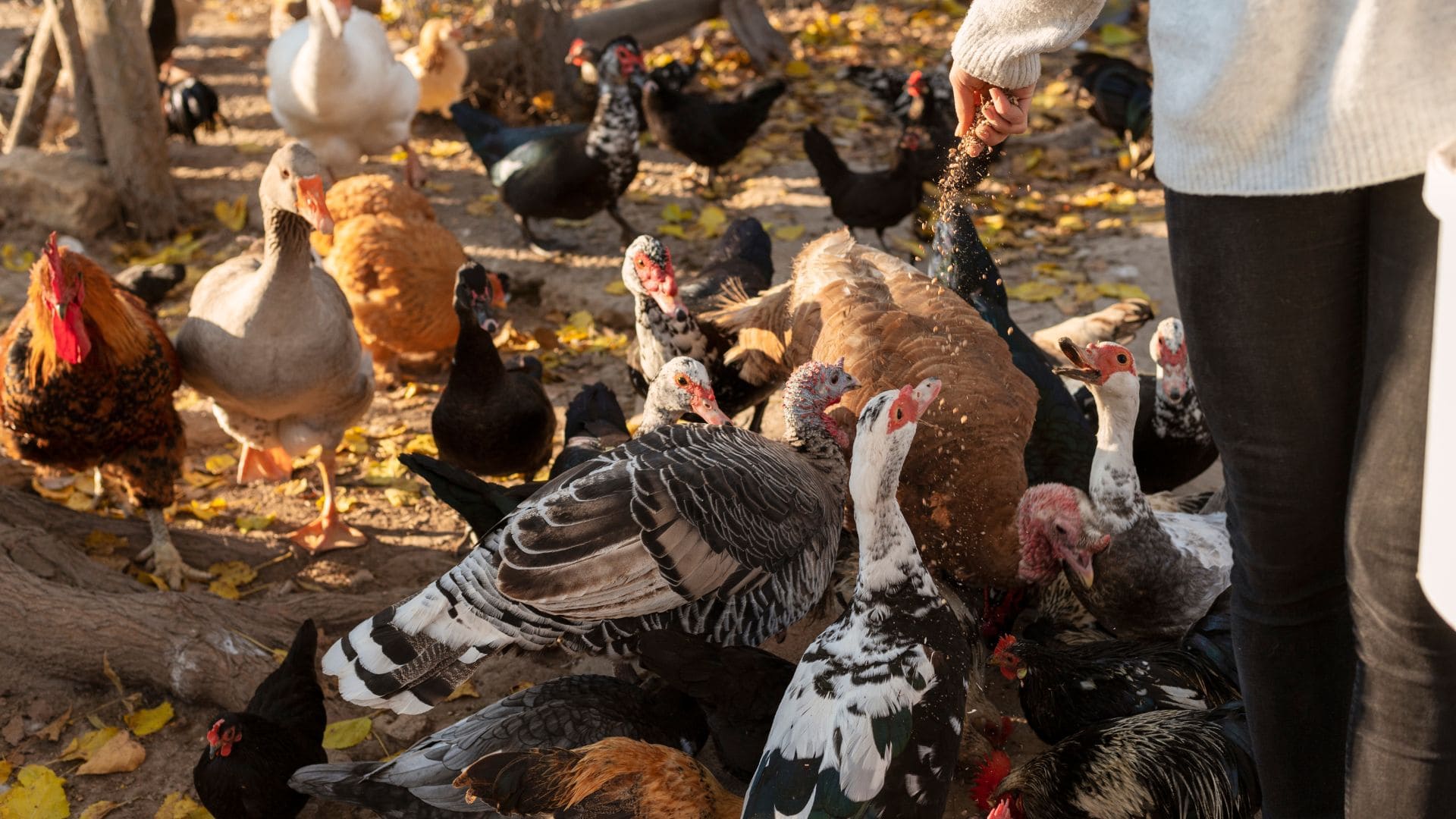Žena kŕmi zvieratá na farme.
