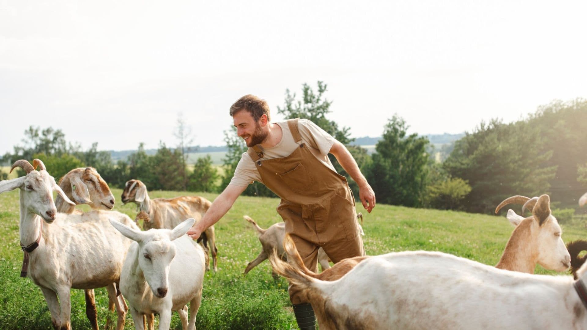 Muž pasie kozy na lúke.