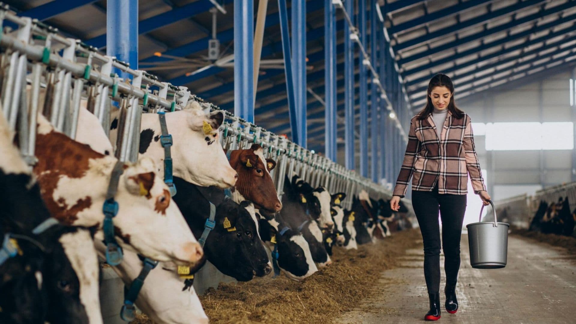 Žena prechádza s kýblom popri kravách.