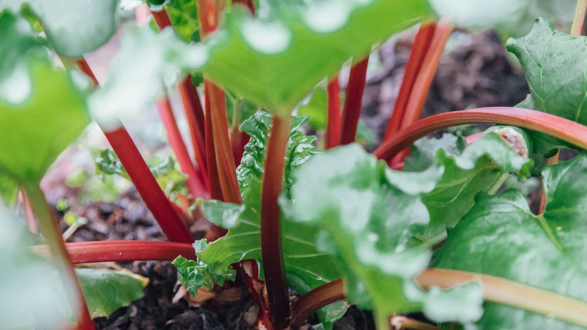 Reborbora vyrastá zo zeme.