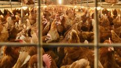 na snímke sú sliepky