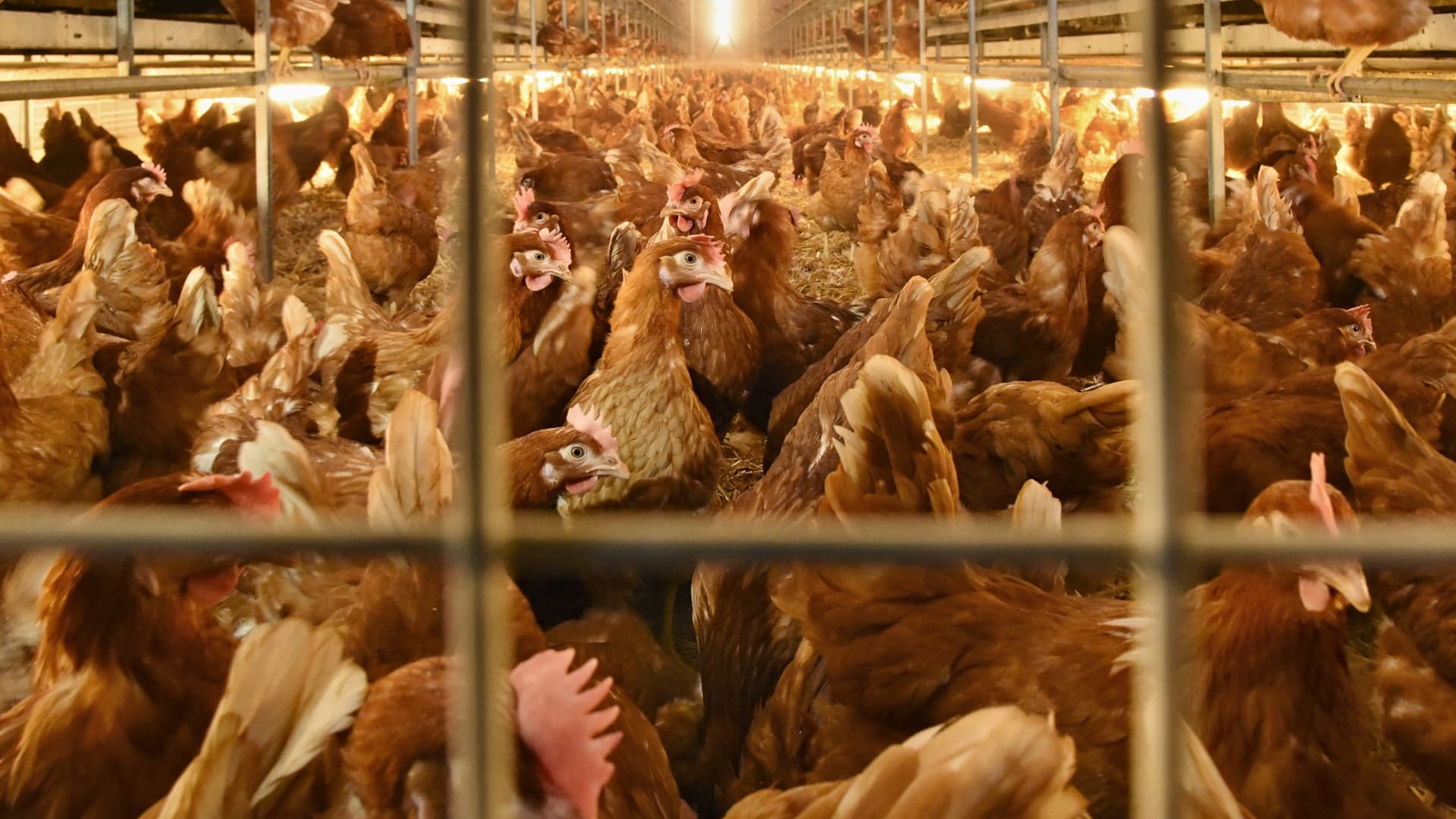 na snímke sú sliepky