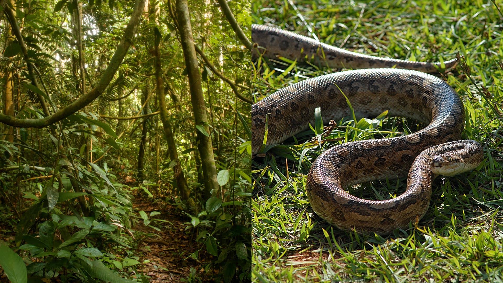 amazonský prales anakonda had
