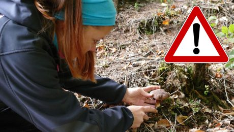 Žena nožíkom prerezáva hubu v lese.