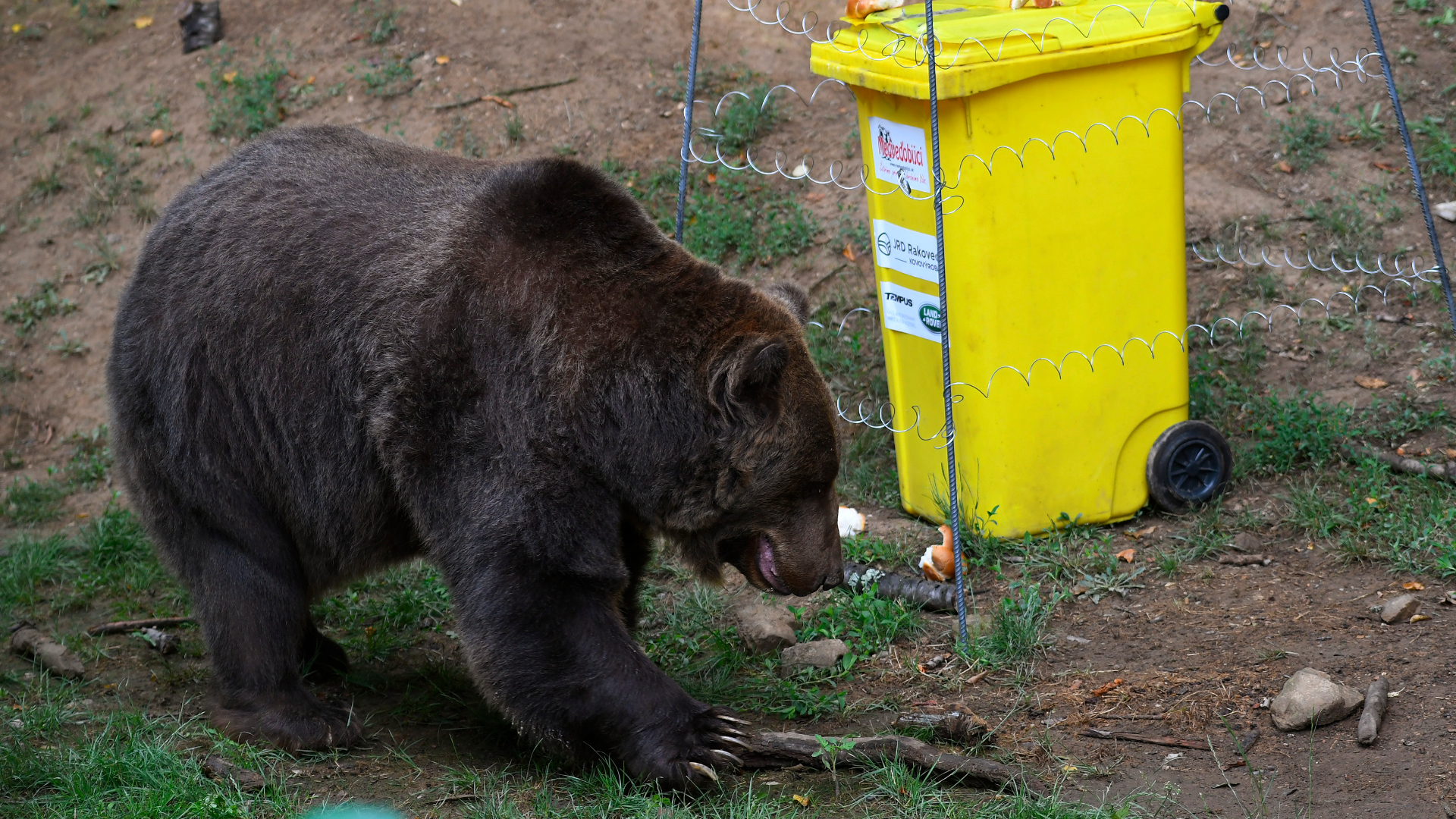 medveď pri kontajneri