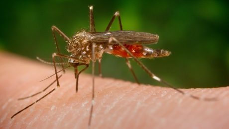 Ázijské komáre, komár Aedes japonicus japonicus