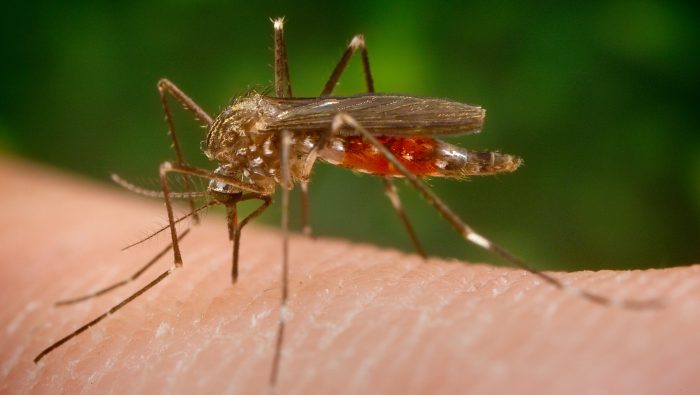 Ázijské komáre, komár Aedes japonicus japonicus