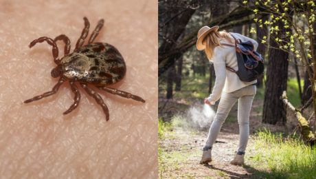 kliešťová sezóna