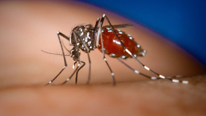 Ázijské komáre na Slovensku