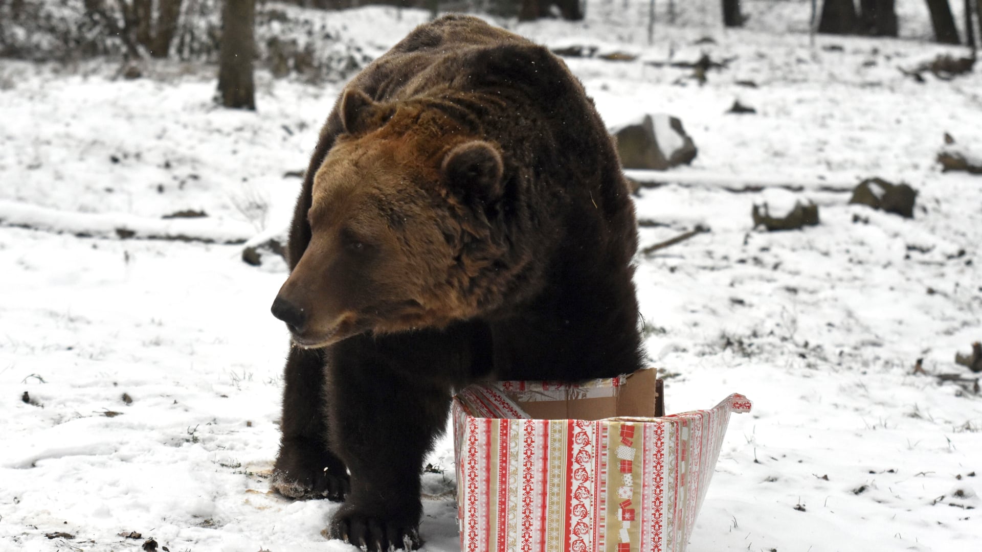medveď v snehu