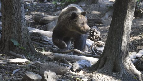 útok medveďa na ľudí