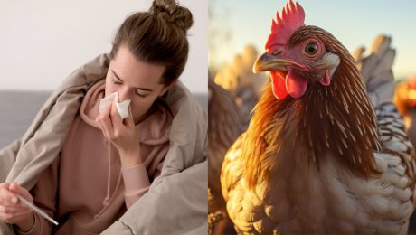 Chorá žena, hydina